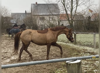 Irish Sport Horse, Mare, 12 years, 16 hh, Chestnut-Red