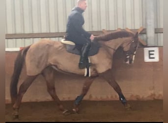 Irish Sport Horse, Mare, 12 years, 16 hh, Chestnut-Red