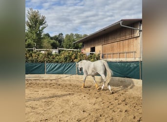 Irish Sport Horse, Mare, 12 years, 16 hh, Grey
