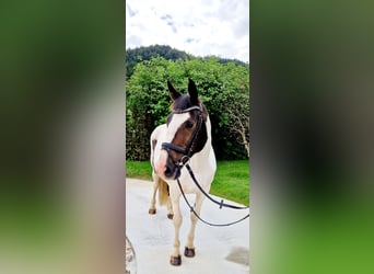 Irish Sport Horse, Stute, 12 Jahre, 16 hh, Schecke