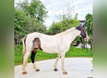 Irish Sport Horse, Stute, 12 Jahre, 16 hh, Schecke