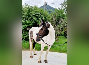 Irish Sport Horse, Mare, 12 years, 16 hh, Pinto