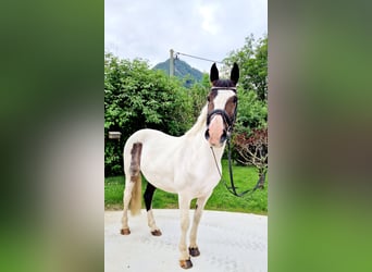 Irish Sport Horse, Stute, 12 Jahre, 16 hh, Schecke