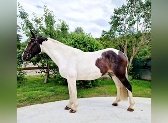 Irish Sport Horse, Stute, 12 Jahre, 16 hh, Schecke