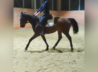 Irish Sport Horse, Mare, 12 years, 16,1 hh, Brown