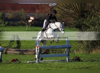 Irish Sport Horse, Mare, 12 years, 16,1 hh, Grey