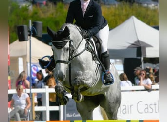 Irish Sport Horse, Mare, 12 years, 16,1 hh, Grey