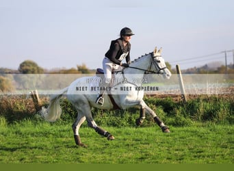 Irish Sport Horse, Mare, 12 years, 16,1 hh, Grey