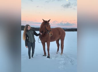 Irish Sport Horse, Mare, 12 years, 16,2 hh, Chestnut-Red
