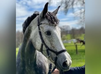 Irish Sport Horse, Mare, 12 years, 17 hh, Grey