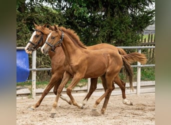 Irish Sport Horse, Mare, 13 years, 14,3 hh, Rabicano