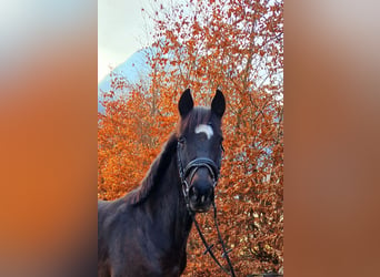 Irish Sport Horse, Mare, 13 years, 15.1 hh, Bay-Dark
