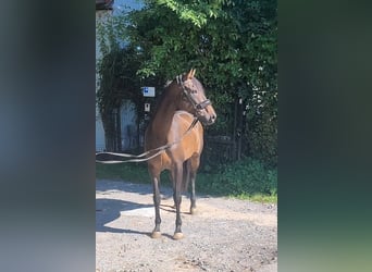 Irish Sport Horse, Mare, 13 years, 15.2 hh, Brown