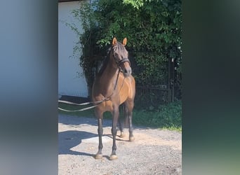 Irish Sport Horse, Mare, 13 years, 15.2 hh, Brown