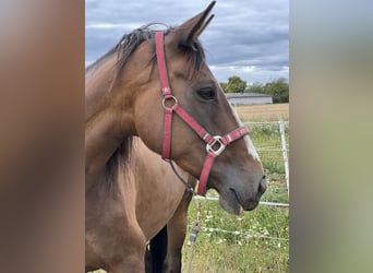 Irish Sport Horse, Mare, 13 years, 15.2 hh Irish Sport Horse, Mare, 13 years, 15.2 hh