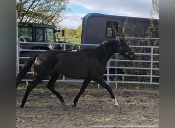 Irish Sport Horse, Mare, 13 years, 16 hh, Black