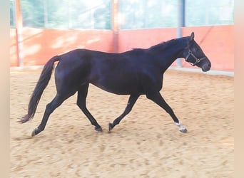 Irish Sport Horse, Mare, 13 years, 16 hh, Black
