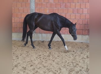 Irish Sport Horse, Mare, 13 years, 16 hh, Black