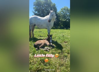 Irish Sport Horse, Mare, 13 years, 16 hh, Gray