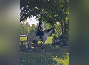 Irish Sport Horse, Mare, 13 years, 16 hh, Grey