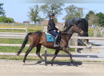 Irish Sport Horse, Mare, 13 years, 16 hh, Smoky-Black
