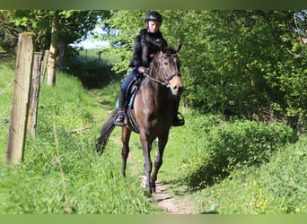 Irish Sport Horse, Mare, 13 years, 16 hh, Smoky-Black