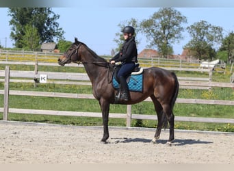 Irish Sport Horse, Mare, 13 years, 16 hh, Smoky-Black