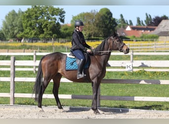 Irish Sport Horse, Mare, 13 years, 16 hh, Smoky-Black