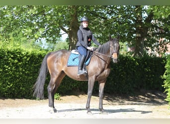 Irish Sport Horse, Mare, 13 years, 16 hh, Smoky-Black