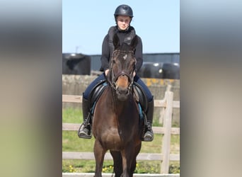 Irish Sport Horse, Mare, 13 years, 16 hh, Smoky-Black
