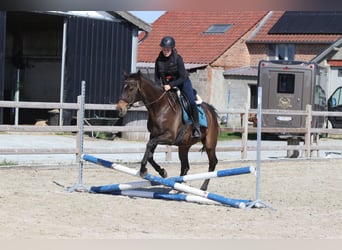 Irish Sport Horse, Mare, 13 years, 16 hh, Smoky-Black