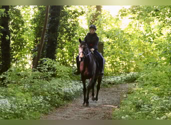 Irish Sport Horse, Mare, 13 years, 16 hh, Smoky-Black