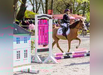 Irish Sport Horse, Mare, 14 years, 12.2 hh, Chestnut