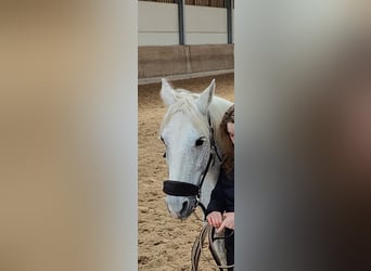 Irish Sport Horse Mix, Mare, 14 years, 14.2 hh, Gray-Fleabitten