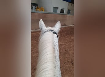 Irish Sport Horse Mix, Mare, 14 years, 14.2 hh, Gray-Fleabitten