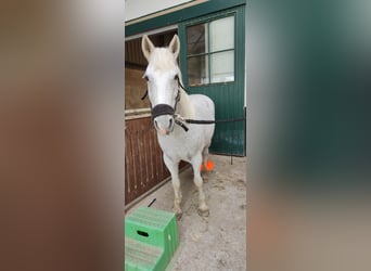 Irish Sport Horse Mix, Mare, 14 years, 14.2 hh, Gray-Fleabitten