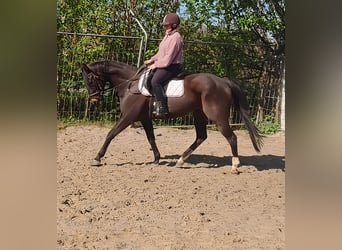 Irish Sport Horse, Mare, 14 years, 15.3 hh, Brown