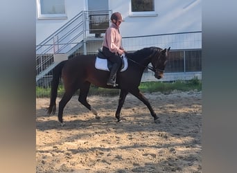 Irish Sport Horse, Mare, 14 years, 15.3 hh, Brown