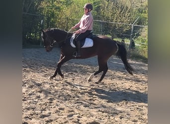 Irish Sport Horse, Mare, 14 years, 15.3 hh, Brown