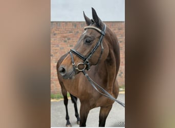 Irish Sport Horse, Mare, 14 years, 15,2 hh, Brown