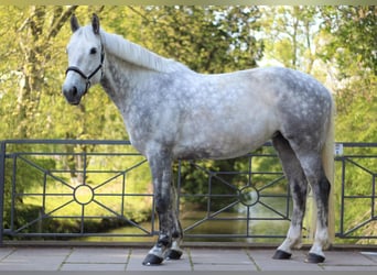 Irish Sport Horse, Mare, 14 years, 15,3 hh, Grey-Blue-Tan