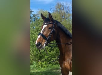 Irish Sport Horse, Mare, 14 years, 16 hh, Brown Irish Sport Horse, Mare, 14 years, 16 hh, Brown