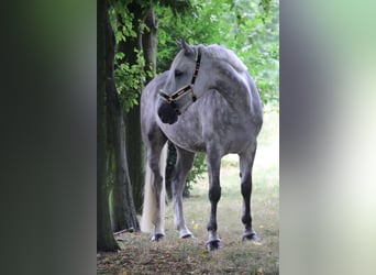 Irish Sport Horse, Mare, 14 years Irish Sport Horse, Mare, 14 years
