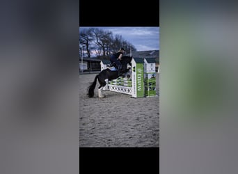 Irish Sport Horse Mix, Mare, 15 years, 14,2 hh, Smoky-Black