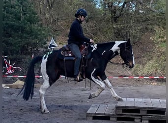 Irish Sport Horse, Mare, 15 years, 15.2 hh