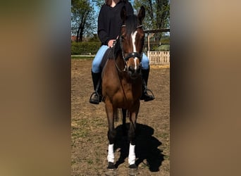 Irish Sport Horse, Mare, 15 years, 15.3 hh, Brown