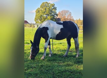 Irish Sport Horse Mix, Mare, 15 years, 15 hh, Pinto