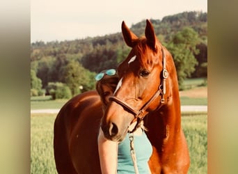 Irish Sport Horse, Mare, 15 years, 16,1 hh, Chestnut-Red