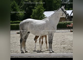 Irish Sport Horse, Mare, 15 years, 16,1 hh, Gray