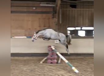 Irish Sport Horse, Mare, 15 years, 16,1 hh, Gray